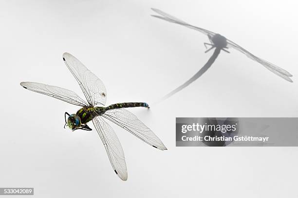 dragonfly with shadow - odonata stock-fotos und bilder