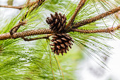 seeds of Khasiya Pine  in Phu Rua National Park.