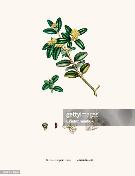 buchsbaum baum für fleisch und die schach - buxus stock-grafiken, -clipart, -cartoons und -symbole