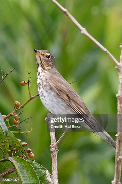 swainson's thrush - lijster stockfoto's en -beelden