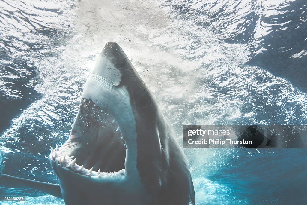 Great White Shark Attacking!