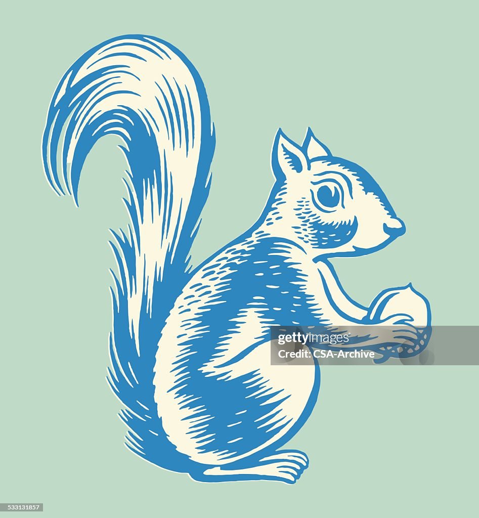 Squirrel Holding Nut