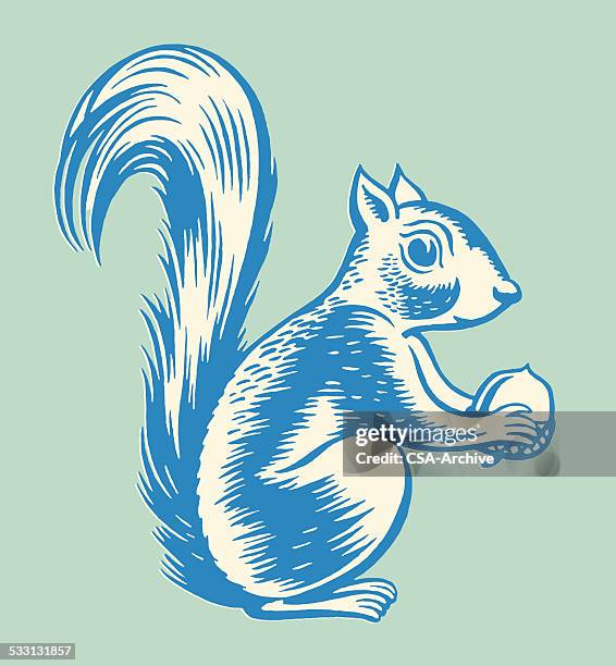 squirrel holding nut - squirrel stock illustrations