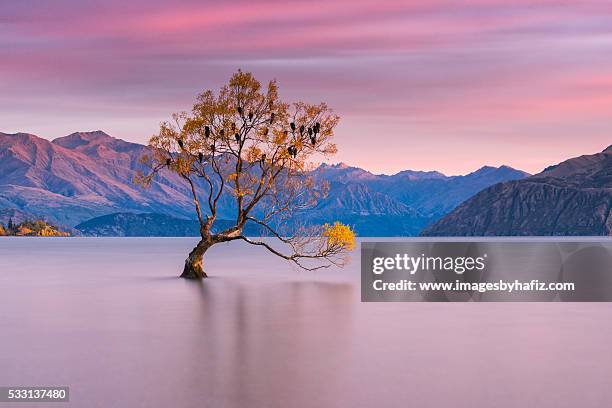 that wanaka tree at lake wanaka - see lake wanaka stock-fotos und bilder