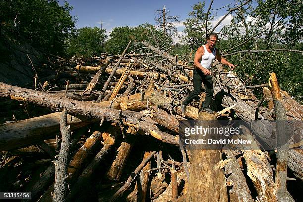 Logger Steve Johnson walks over hundreds of trees that are piled on top of closed State Highway 173 which is normally one of only three major...