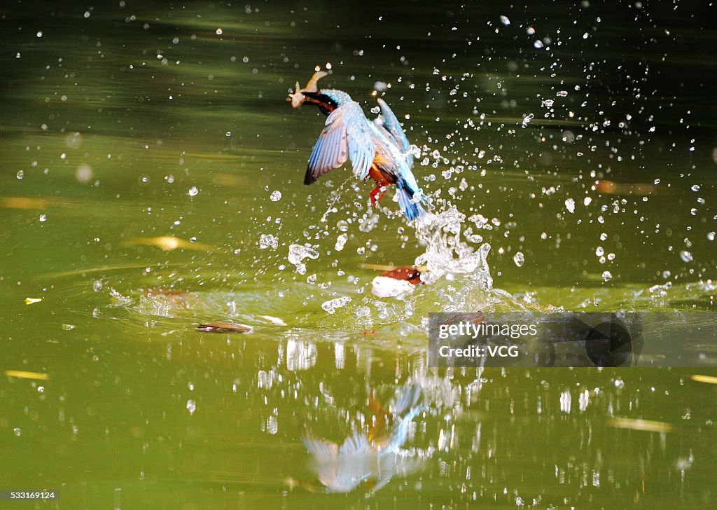 Kingfisher Catches Fish In Beijing Zoo
