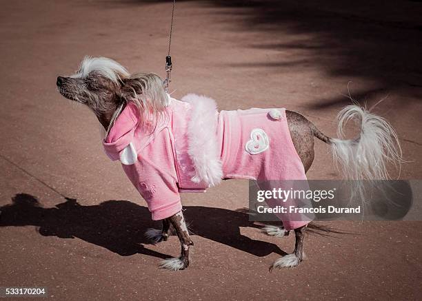 Dog is seen on the croisette during the annual 69th Cannes Film Festival at Palais des Festivals on May 18, 2016 in Cannes, France.