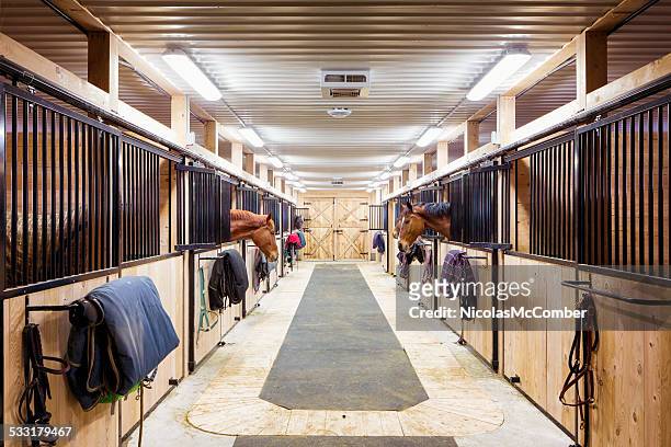 contemporary horse stalls - horse stock pictures, royalty-free photos & images