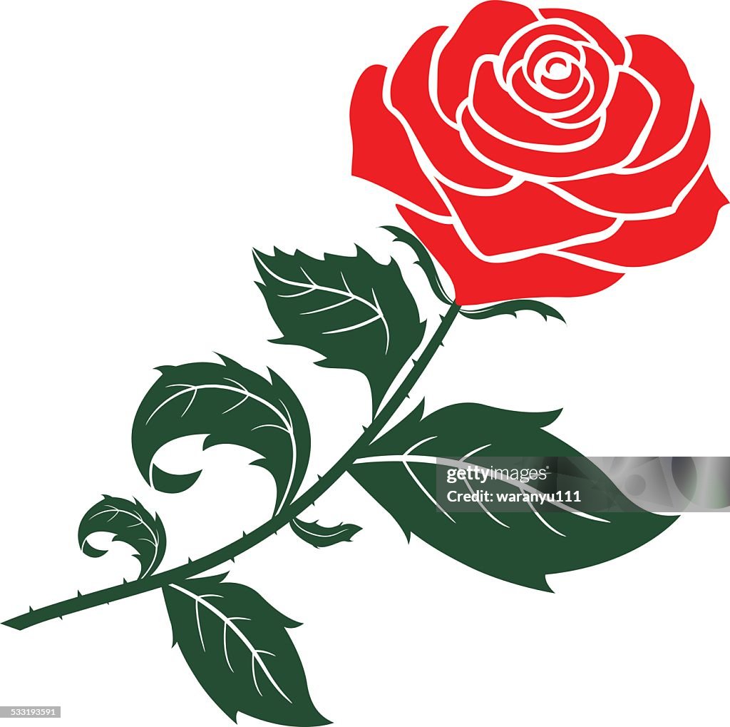 Red Roses For Design Red Rose Vector Design High-Res Vector Graphic - Getty Images