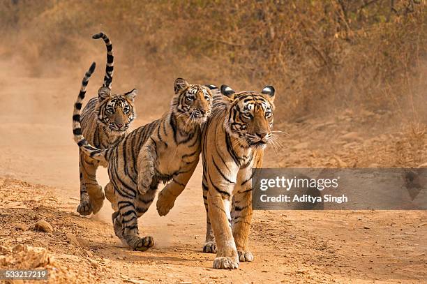 tiger family in ranthambhore - tiger running stock pictures, royalty-free photos & images