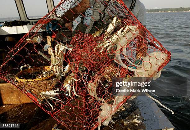 Donnie Eastridge aboard the commercial crabbing boat "Foxy Roxy" pulls in a crab pot full of Blue Crabs and a few Sea Nettles on the Chesapeake Bay...