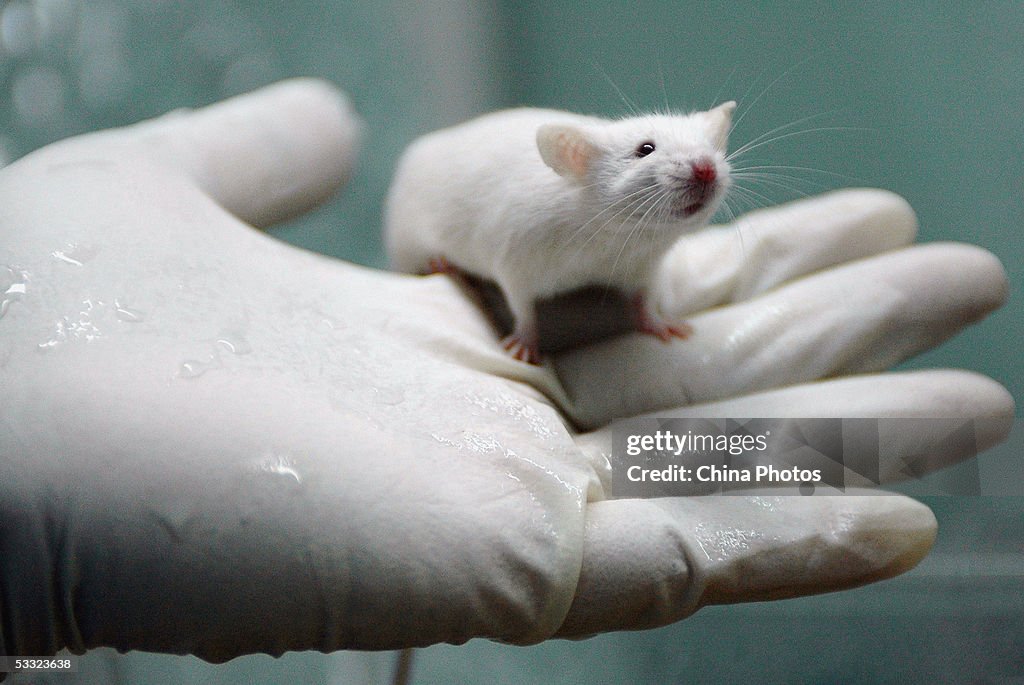 White Rats Used For Gene Therapy Research At The State Key Laboratory of Biotherapy