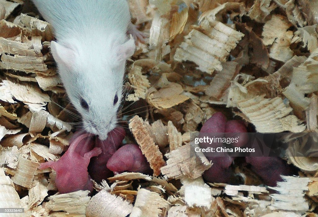 Biologics Rats A white rat used for gene therapy research smells its babies just ...