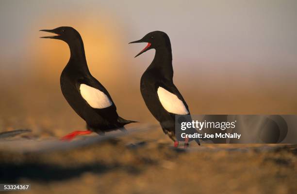 Pair of black guillemots squawk, August 2001 on Cooper Island, Alaska. Ornithologist George Divoky has journeyed to Cooper Island off the coast of...