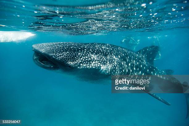 whale shark feeding in oslob - philippines - bohol stockfoto's en -beelden