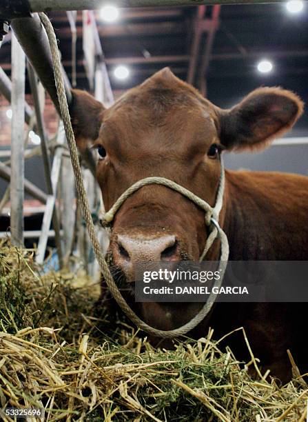 Red AnGus in its box 01 August, 2005 during the 119th Rural Expo in Buenos Aires. AFP PHOTO DANIEL GARCIA Un ejemplar de Angus colorado descansa el...