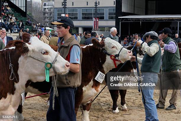 Workers prepare Hereford heifers for their valuation 01 August, 2005 during the 119th Rural Expo in Buenos Aires. AFP PHOTO DANIEL GARCIA Peones...