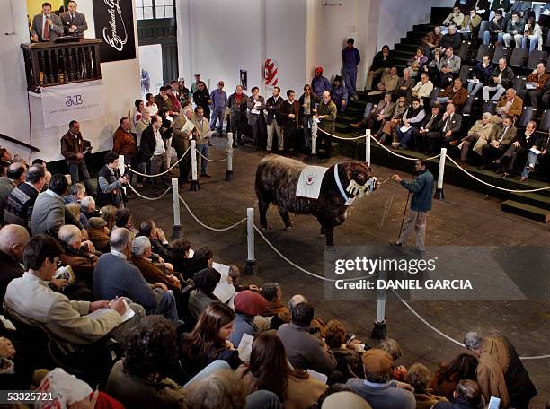 An awarded Shorthorn bull is shown to the public 01 August, 2005 during the 119th Rural Expo in Buenos Aires. AFP PHOTO DANIEL GARCIA Un ejemplar...