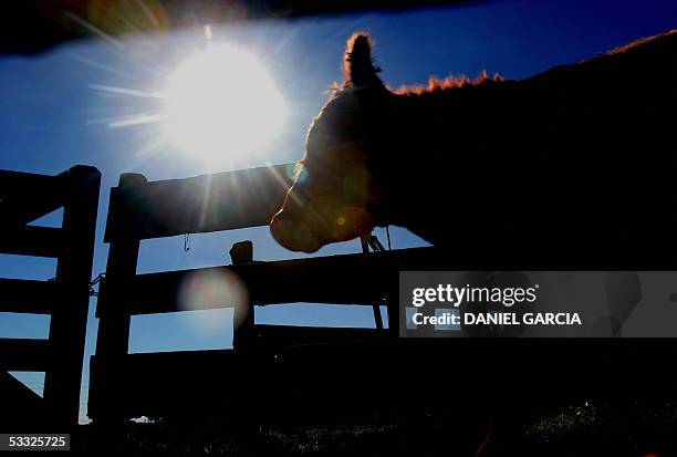 AnGus cattle leave the chute after having been vaccinated 11 May, 2005 at La Constancia ranch, 130 km from Buenos Aires. AFP PHOTO DANIEL GARCIA...