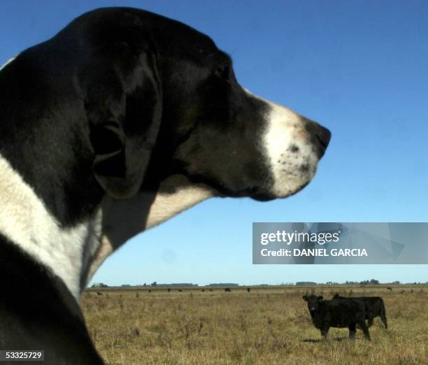 Shepperd Dogs Ranch 61 La Constancia Ranch Stock Photos, High-Res Pictures, and Images ...