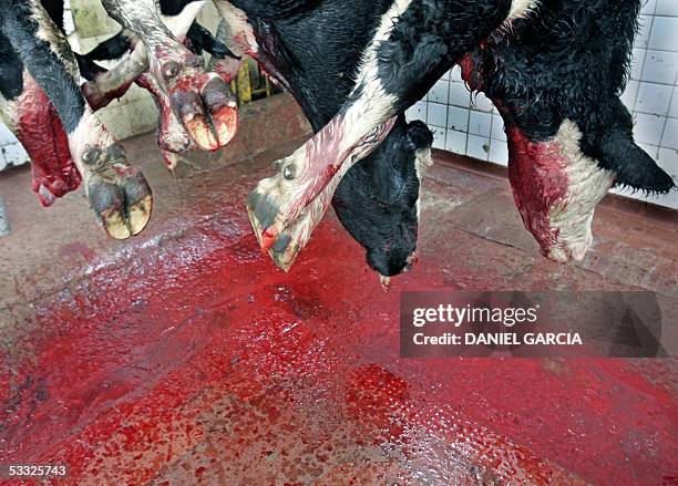 Slaughtered beef is processed at the Yaguane Meat Processing Plant Cooperative 29 July, 2005 in the province of Buenos Aires, Argentina. AFP PHOTO...