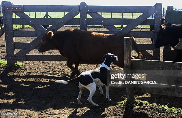 Shepperd Dogs Ranch 61 La Constancia Ranch Stock Photos, High-Res Pictures, and Images ...