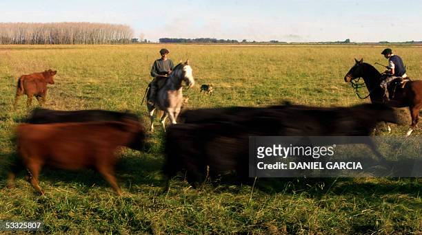 Ranch hands herd AnGus cattle 11 May, 2005 at La Constancia ranch, 130 km from Buenos Aires. AFP PHOTO DANIEL GARCIA Los peones Cesar Chichizola y...
