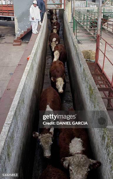 Hereford cattle are unloaded from a lorry and driven to a corral upon arrival at the Yaguane Meat Processing Plant Cooperative 29 July, 2005 in the...