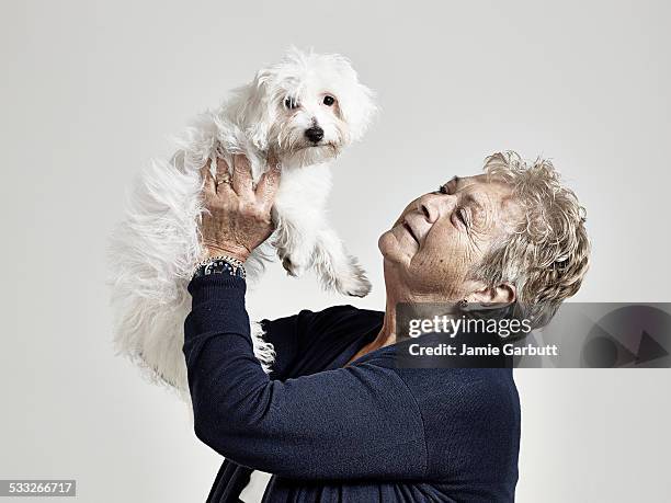 elderly women holding a puppy in the air - chinese crested powderpuff stock pictures, royalty-free photos & images