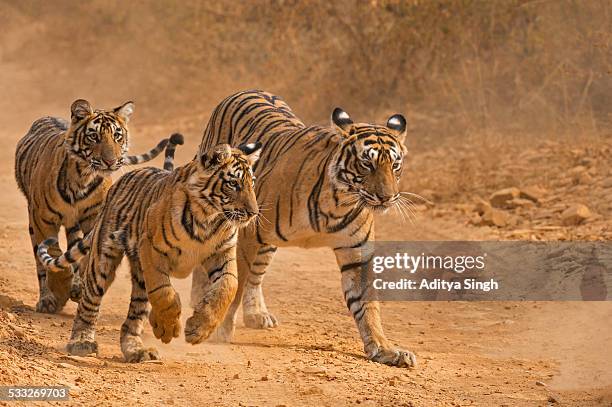 charging tiger cubs and their mother - bengal tiger stock pictures, royalty-free photos & images