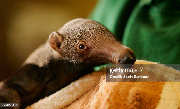 London Zoo's as yet unnamed baby giant anteater makes his public debut on August 5, 2005 in London, England. The new addition to the zoo was born on...