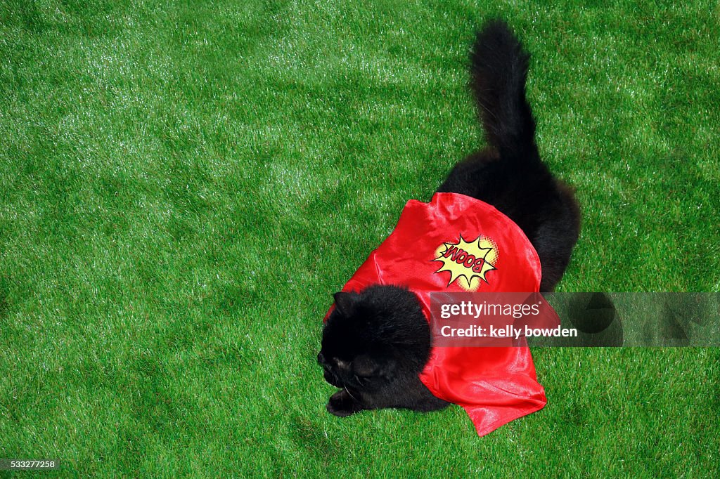 Superhero pet cat