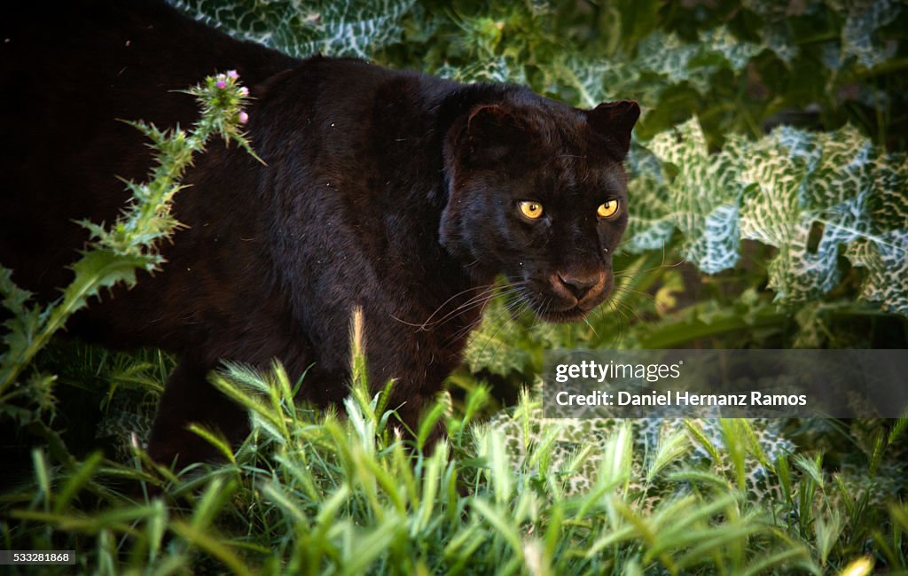 Black panther eyes.Panthera pardus