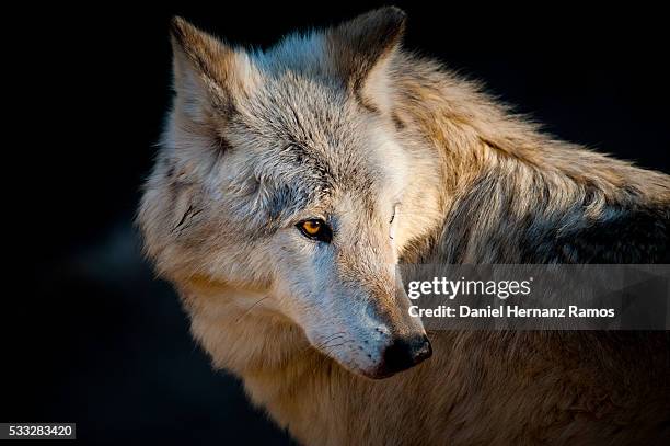 arctic wolf. canis lupus arctos - arctic wolf 個照片及圖片檔