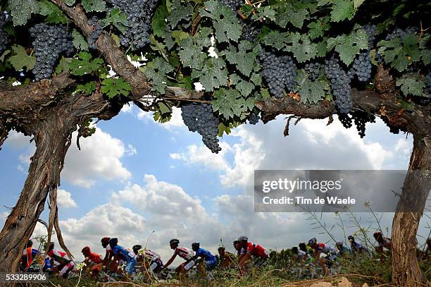 65th Tour of Spain 2010 / Stage 10 Illustration Illustratie / Peleton Peloton / Grapes Raisin Druiven / Landscape Paysage Landschap / Tarragona -...