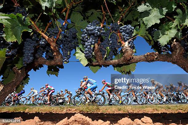 65th Tour of Spain 2010 / Stage 13 Illustration Illustratie / Peleton Peloton / RIOJA Vignyards Vignobles Wijngaard / Grapes Resains Druiven /...