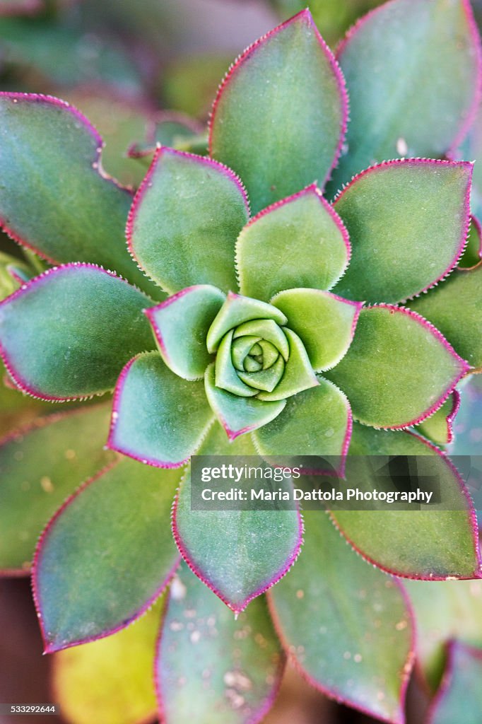 Echeveria elegans (crassulaceae)