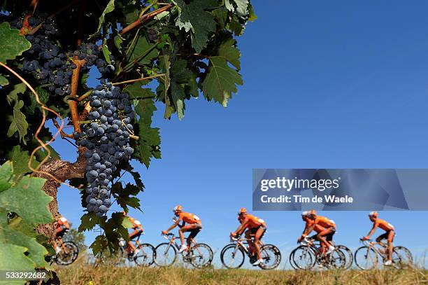 65th Tour of Spain 2010 / Stage 13 Illustration Illustratie / Peleton Peloton / RIOJA Vignyards Vignobles Wijngaard / Grapes Resains Druiven /...