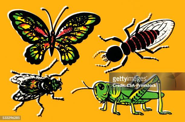 ilustrações de stock, clip art, desenhos animados e ícones de insetos - gafanhoto
