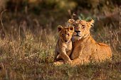Lion mother with cub