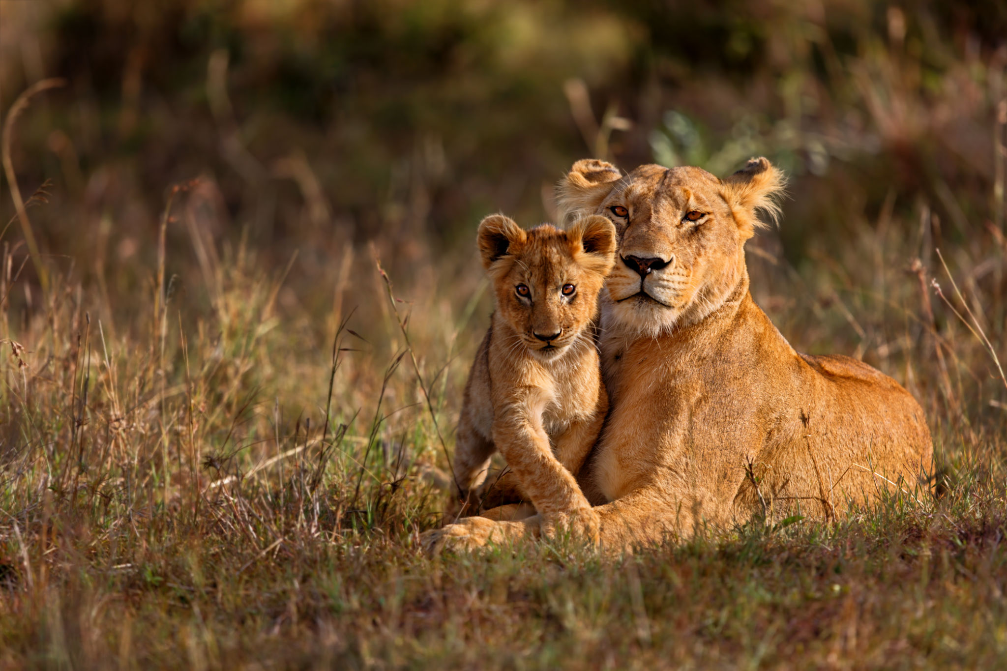 african wildlife