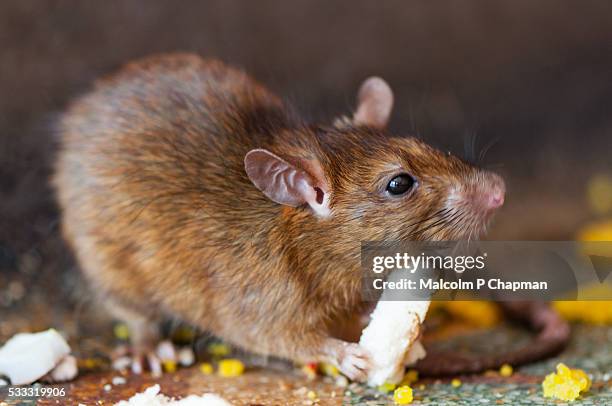 karni mata, rat temple, deshnoke near bikaner, rajasthan, india - bikaner stock-fotos und bilder