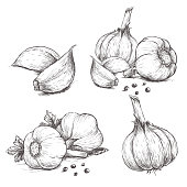 Vector hand drawn set of garlic.