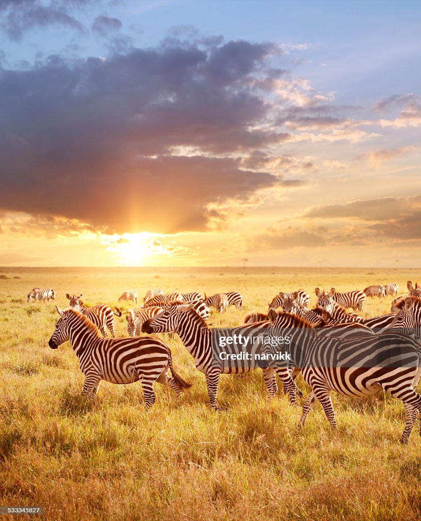 Zebras am Morgen