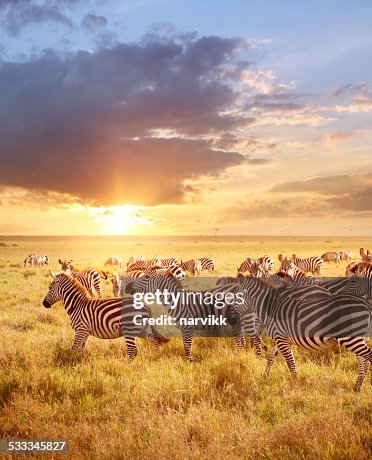 Zebras in the morning Zebras in the morning