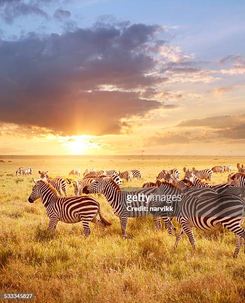 zebras in the morning - zebra herd stock pictures, royalty-free photos & images