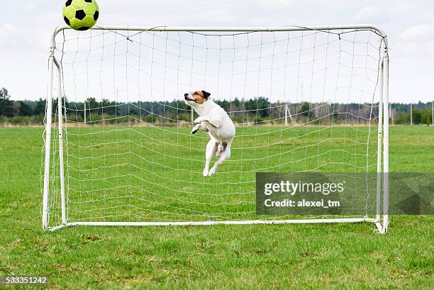 Soccer keeper in nice jump catching ball at goal