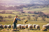 Farmer Feeding the Sheep