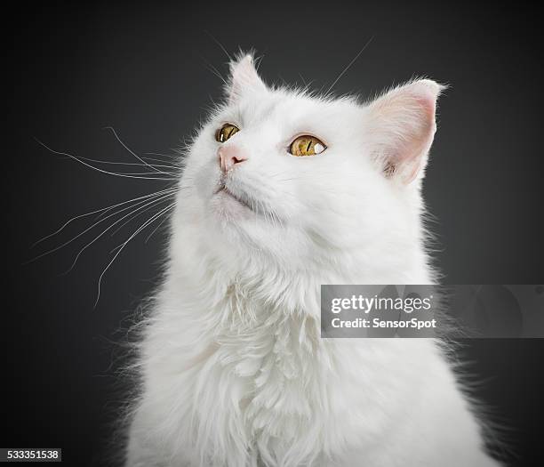 retrato de un gato blanco con ojos amarillos. - cat ears fotografías e imágenes de stock