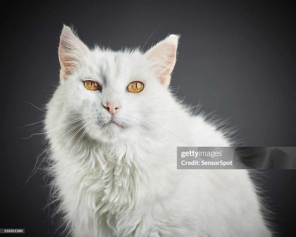 Portrait of a white cat with yellow eyes.